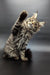 Fluffy Maine Coon kitten sitting upright with one paw raised playfully