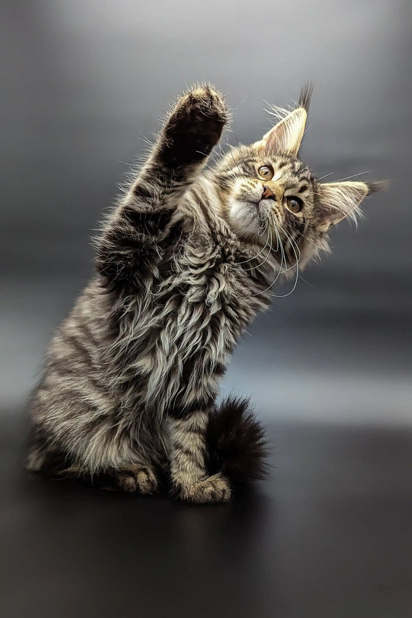 Fluffy Maine Coon kitten sitting upright with one paw raised playfully