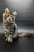 Long-haired Maine Coon kitten Sofia with tufted ears and an alert look