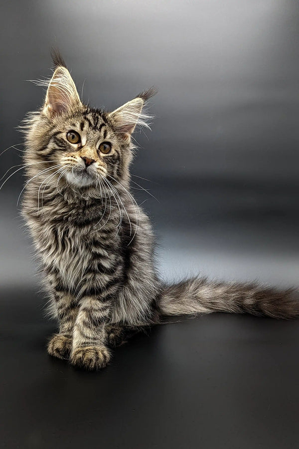 Long-haired Maine Coon kitten Sofia with tufted ears and an alert look
