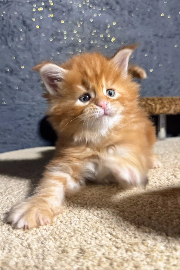 Cute Ginger kitten with fluffy fur from the Sofia Maine Coon Kitten product line