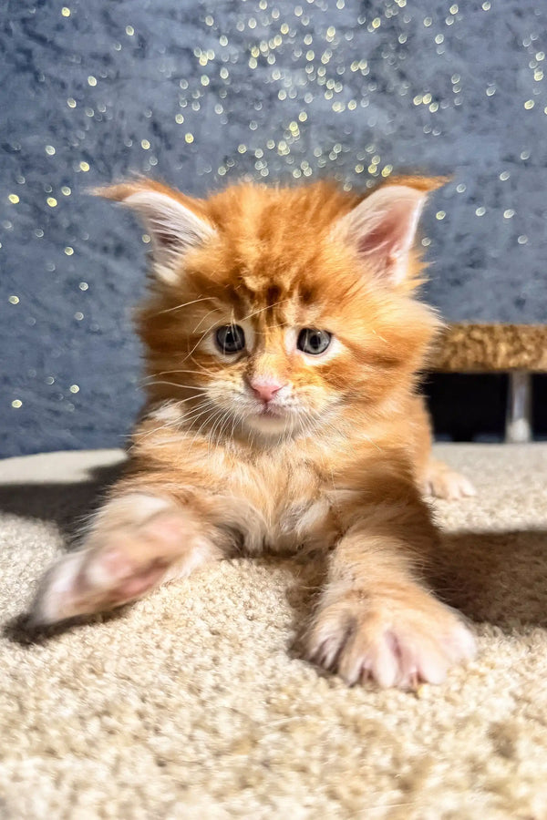 Adorable Orange Maine Coon kitten named Sofia, playful and fluffy cuteness overload