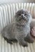 Sofia | scottish fold kitten
