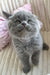 Sofia | scottish fold kitten