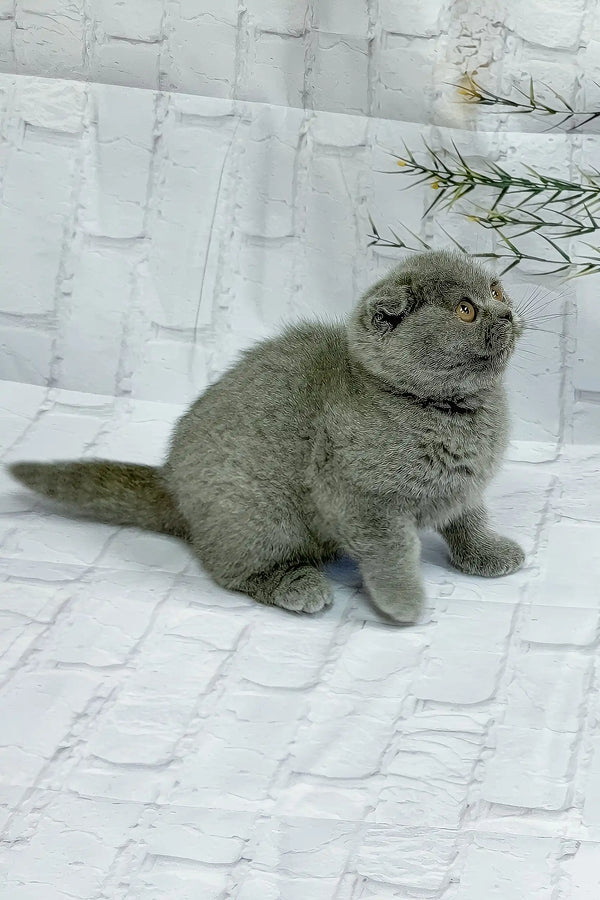 Sofia | scottish fold kitten