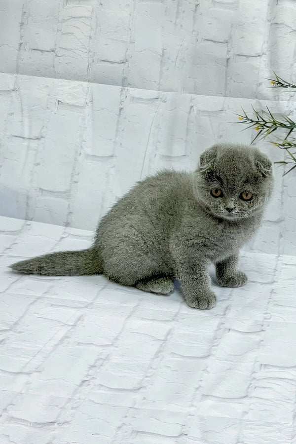 Sofia | scottish fold kitten