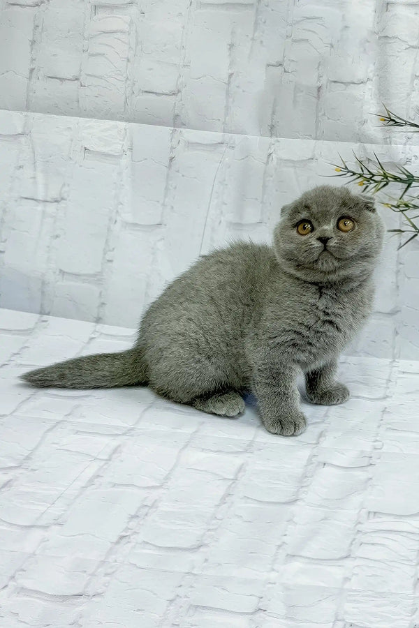 Sofia | scottish fold kitten