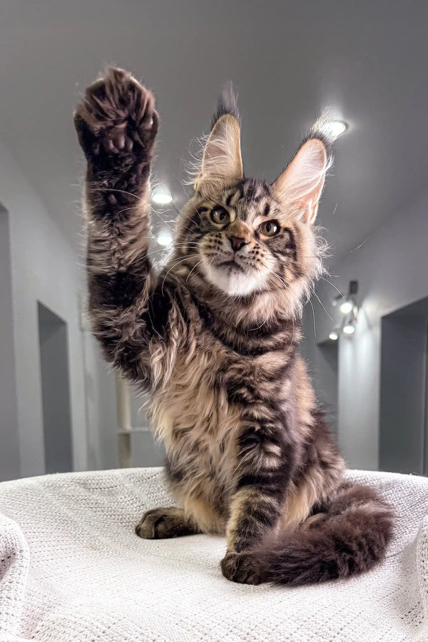 Maine Coon kitten Sokrates playfully raising paw, adorable and full of personality