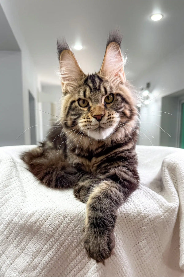 Brown tabby Maine Coon kitten named Sokrates, playful and fluffy in a cozy setting