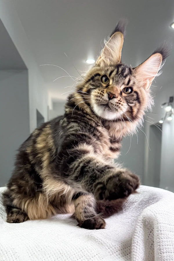 Brown tabby Maine Coon kitten from Sokrates | Maine Coon Kitten product