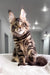 Striking brown tabby Maine Coon cat featured in Sokrates Maine Coon Kitten product