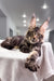 Cute Maine Coon kitten Sokrates showcasing tufted ears and fluffy fur