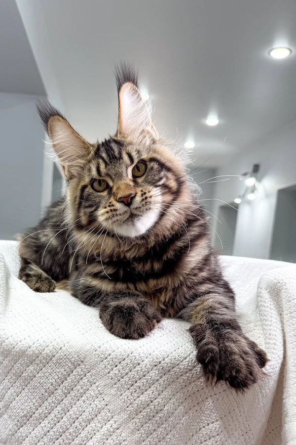 Maine Coon kitten Sokrates with adorable tufted ears and fluffy fur
