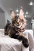 Majestic brown tabby Maine Coon cat named Sokrates in a playful pose