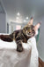 Relaxed Maine Coon cat lounging peacefully in the Sokrates Maine Coon Kitten product