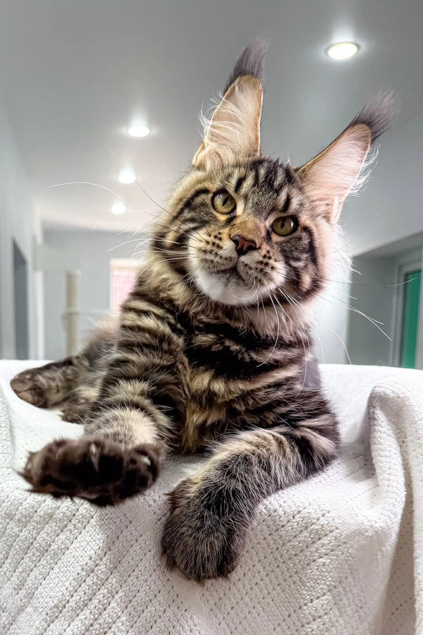 Striped Maine Coon cat from Sokrates Maine Coon Kitten collection