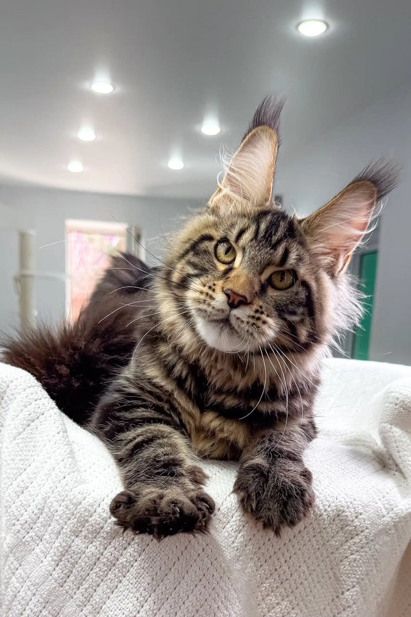 Cute Tabby Maine Coon cat in Sokrates Maine Coon Kitten product display