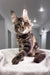 Cute Tabby Maine Coon kitten in Sokrates product, perfect for cat lovers