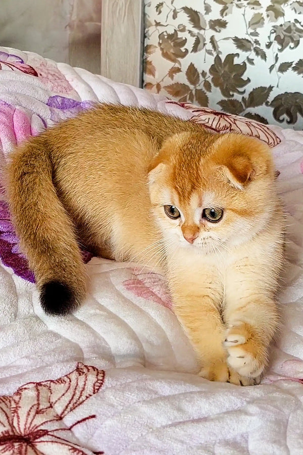 Golden-furred Scottish Fold kitten with white paws lounging on stylish fabric