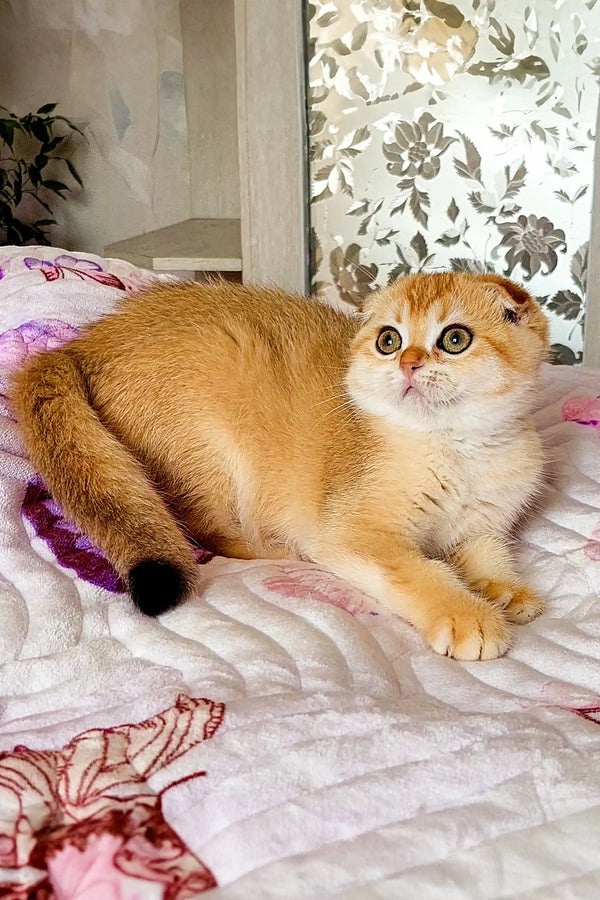 Cute Scottish Fold kitten with orange and white fur on floral fabric