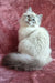 Adorable white Ragdoll cat with blue eyes and fluffy fur for Solomia Siberian Kitten