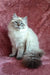 Ragdoll cat with blue eyes and cream fur looking regal in Solomia Siberian Kitten product