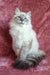 Ragdoll cat with blue eyes and cream fur perfect for Solomia Siberian Kitten product