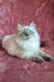 Ragdoll cat with blue eyes and cream fur lounging on a cozy bed named Solomia