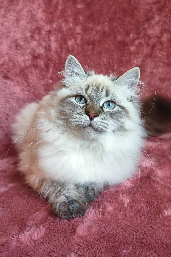 Ragdoll cat showcasing stunning blue eyes and fluffy cream fur from Solomia Siberian Kitten