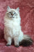 Regal Ragdoll cat with blue eyes and cream fur from Solomia Siberian Kitten product