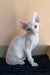 Solomon | cornish rex kitten