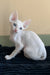 Solomon | cornish rex kitten