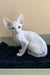 Solomon | cornish rex kitten