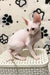 Solomon | cornish rex kitten