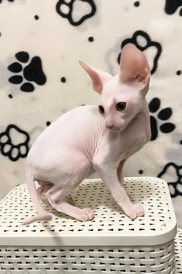 Solomon | cornish rex kitten