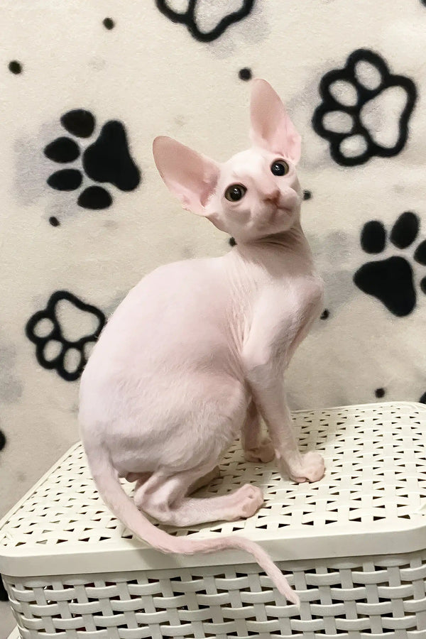 Solomon | cornish rex kitten