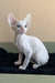 Solomon | cornish rex kitten