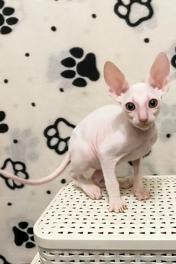 Solomon | cornish rex kitten