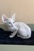 Solomon | cornish rex kitten