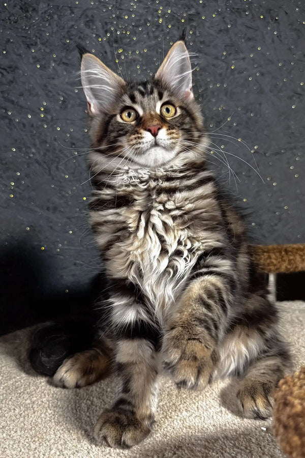 Solomon | maine coon kitten