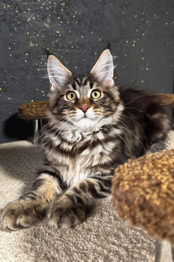 Solomon | maine coon kitten