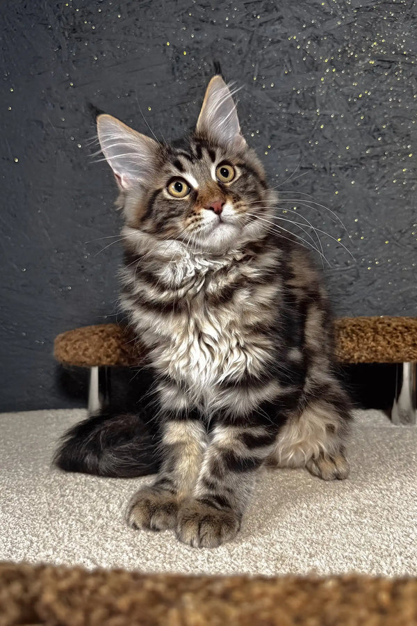 Solomon | maine coon kitten