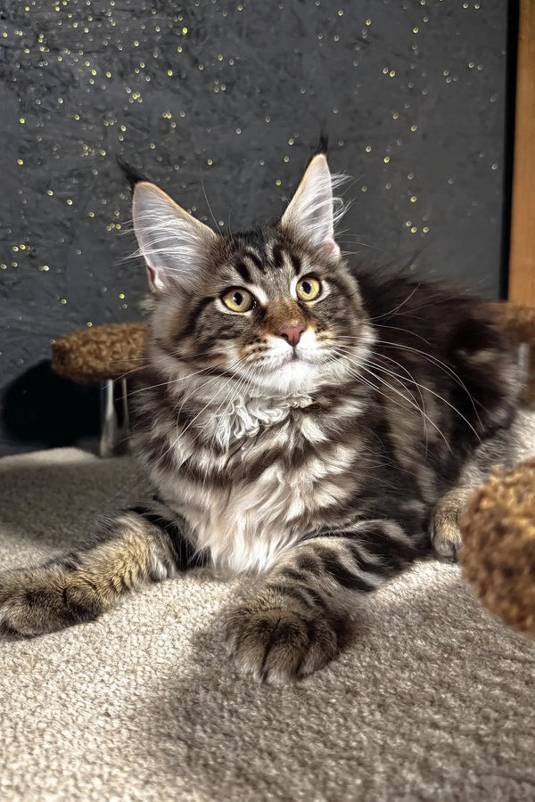 Solomon | maine coon kitten