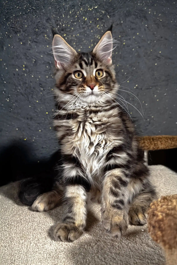 Solomon | maine coon kitten