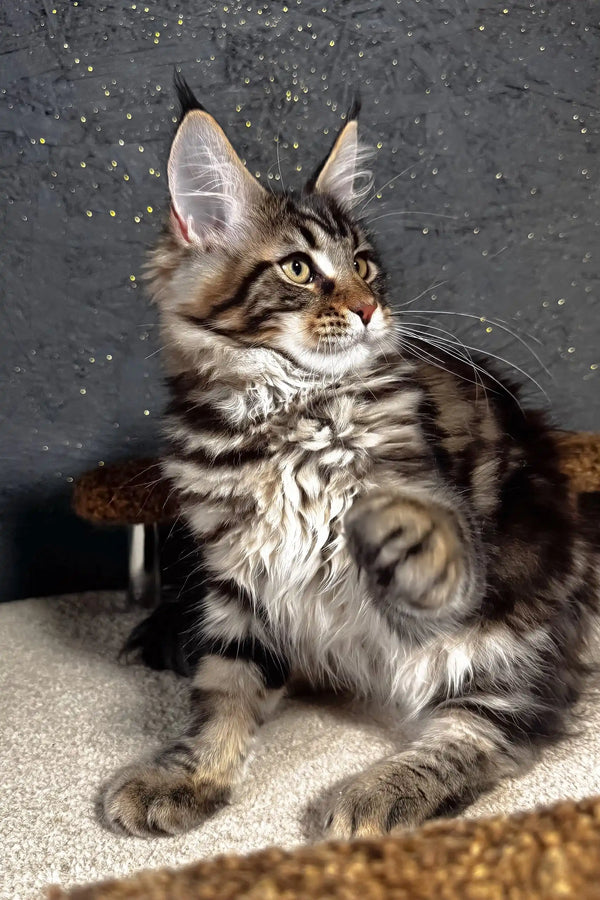 Solomon | maine coon kitten