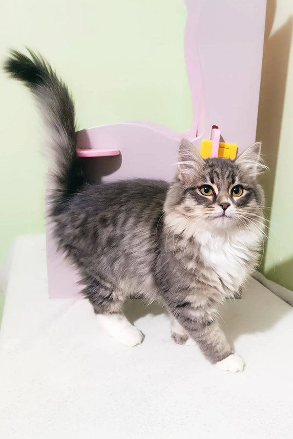 Fluffy grey and white cat in a tiny yellow crown from Solomon Siberian Kitten