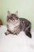 Long-haired grey and white Siberian kitten Solomon with pointed ears lounging around