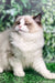 Fluffy Ragdoll Kitten with squinted eyes and a grumpy expression, seal bicolor coat color