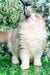 Fluffy Ragdoll Kitten playing with a feather toy, showcasing its seal bicolor coat