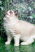 Fluffy cream-colored Ragdoll kitten with blue eyes in lush green foliage